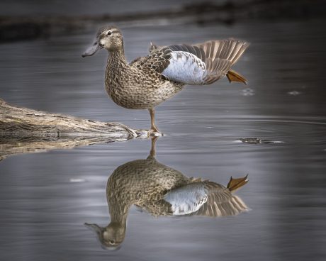 3rd Place, Ballerina, Khang Nguyen