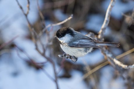 3rd Place, Chickadee, Andrew Ng