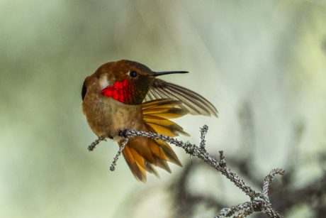 1st Place, Rufous Hummingbird, Khang Nguyen
