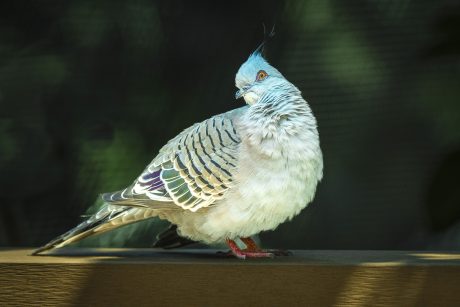 Crested-Dove.JPG