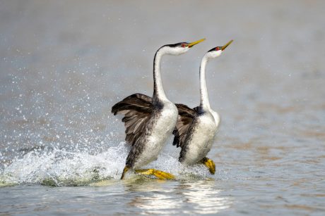 Grebes-rushing.jpg