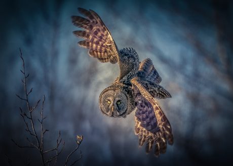 Majestic-Flight-of-the-Great-Grey.jpg
