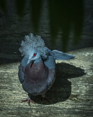 Maroon-breasted-crowned-pigeon.JPG