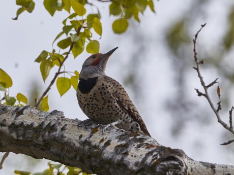 1st Place, Bird in tree, Kenneth Fung