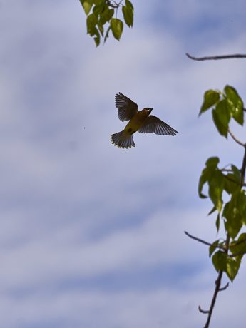 3rd Place, Bird in flight, Kenneth Fung