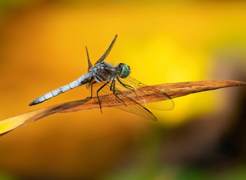 2nd Place, Dragonfly, Marina Tom