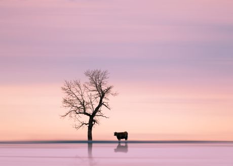 2nd Place, Ethereal serenity, Lily Kwok