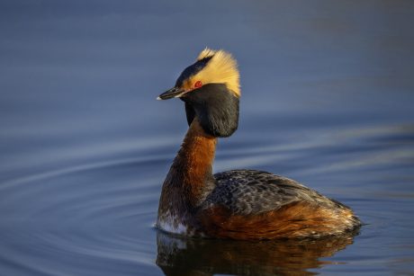 Eared-grebe.jpg