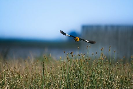 Fly-To-Me-Birdie.jpg