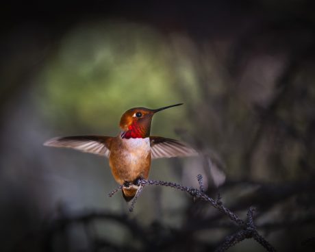 Hummingbird.jpg