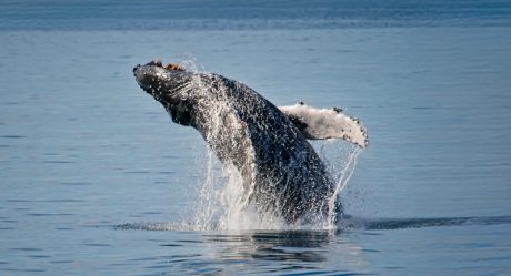 Humpback-Breaching-in-Lighter-Color-Seward-Alaska.jpg