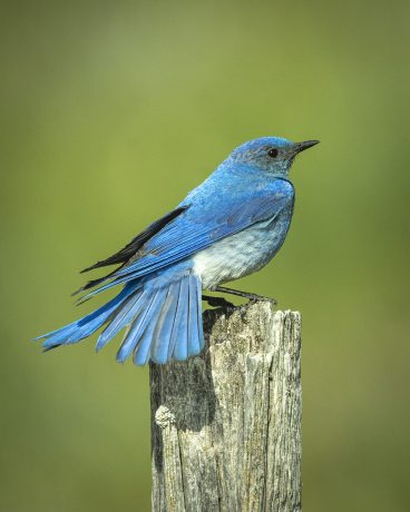 Mountain-Blue-Bird.JPG