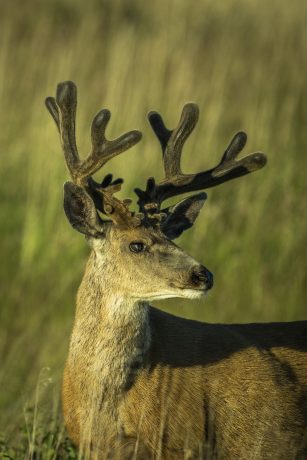 Oh-deer.JPG