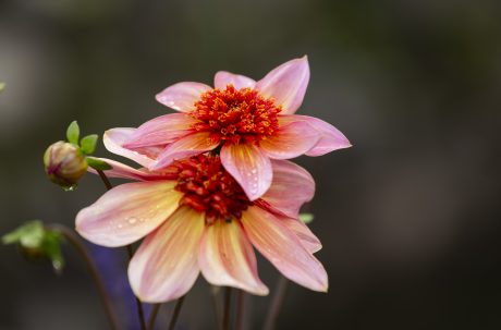 並蒂花.jpg