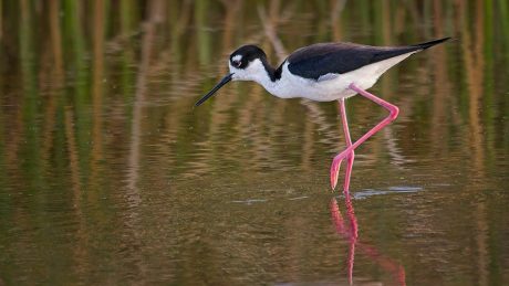 Black-Necked-Stilt.jpg