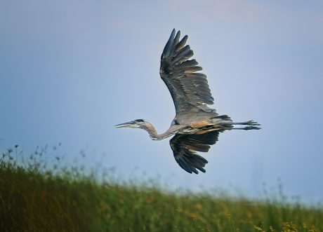 Blue-Heron-in-Flight.jpg