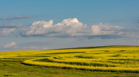 Canola_field.jpg