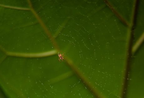 2nd Place, Orb Weaver Spider, Peter Yung