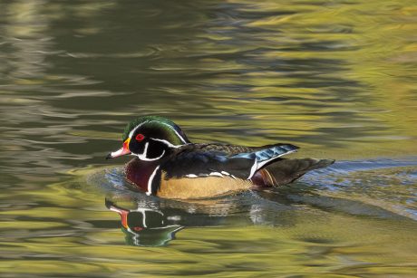 2nd Place, Woodduck in the fall, Khang Nguyen