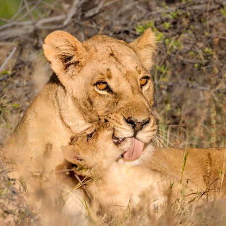 2nd Place, 親親媽咪, CY Shi