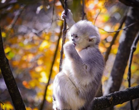 Yunnan-Golden-Snub-Nosed-Monkey.jpg