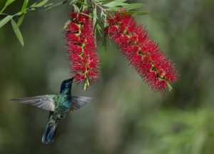 Bird photogrpahy
