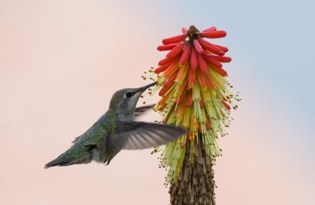 3rd place, Hummingbird with flower, Queenie Wai