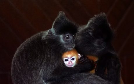 3rd Place, Boreno Monkey, Chin Choon Choo
