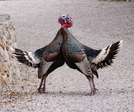 Arizona-Wild-Turkey-P1372300.jpg