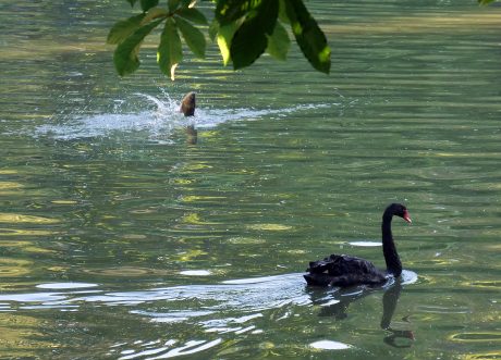 Black-Swan-and-Fish-P1127457.jpg