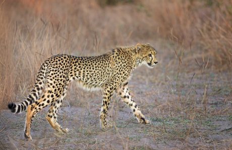 Cheetah-On-A-Stroll.jpg