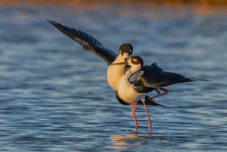 Twilight-Waltz-of-the-Stilts.jpg