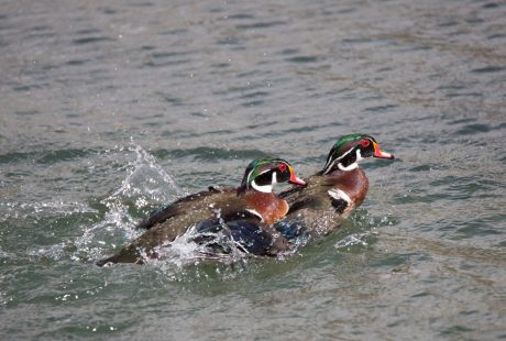 Woodduck-暢泳.jpg