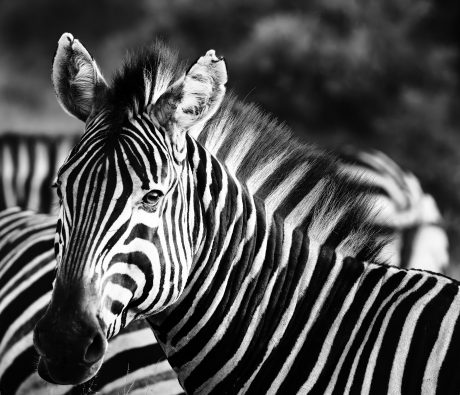 Black-White.jpg