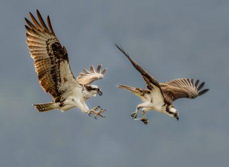 Chasing-for-the-catch.jpg