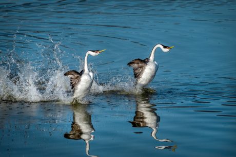 Grebes-rushing.jpg