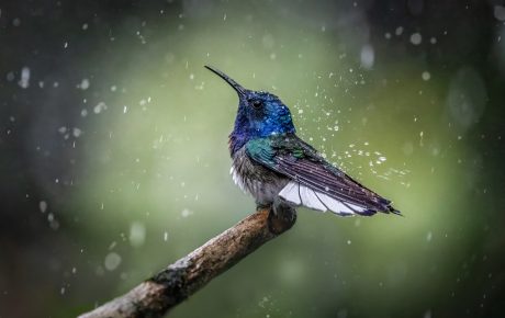 In-the-rain.jpg