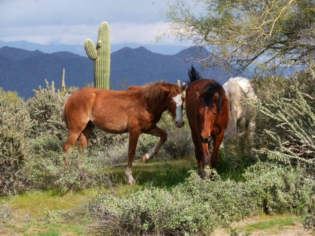 Mustangs-Close-Encounter_P1349944.jpg