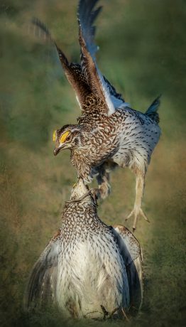 The-confrontation.jpg