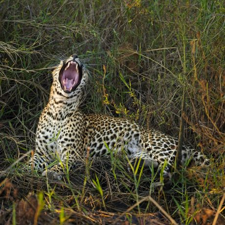 Yawning-Leopard-1.jpg