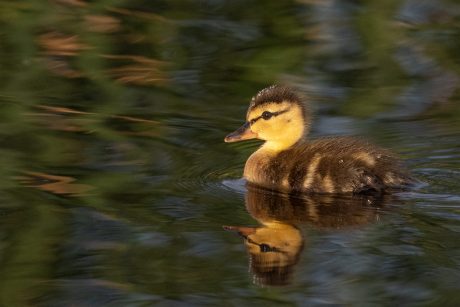 duckling.jpg