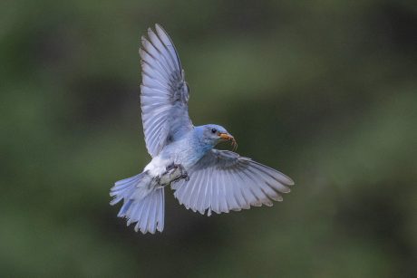 mountain-blue-bird.JPG