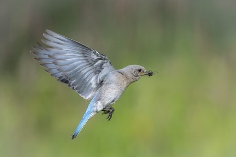 to-the-nest.JPG